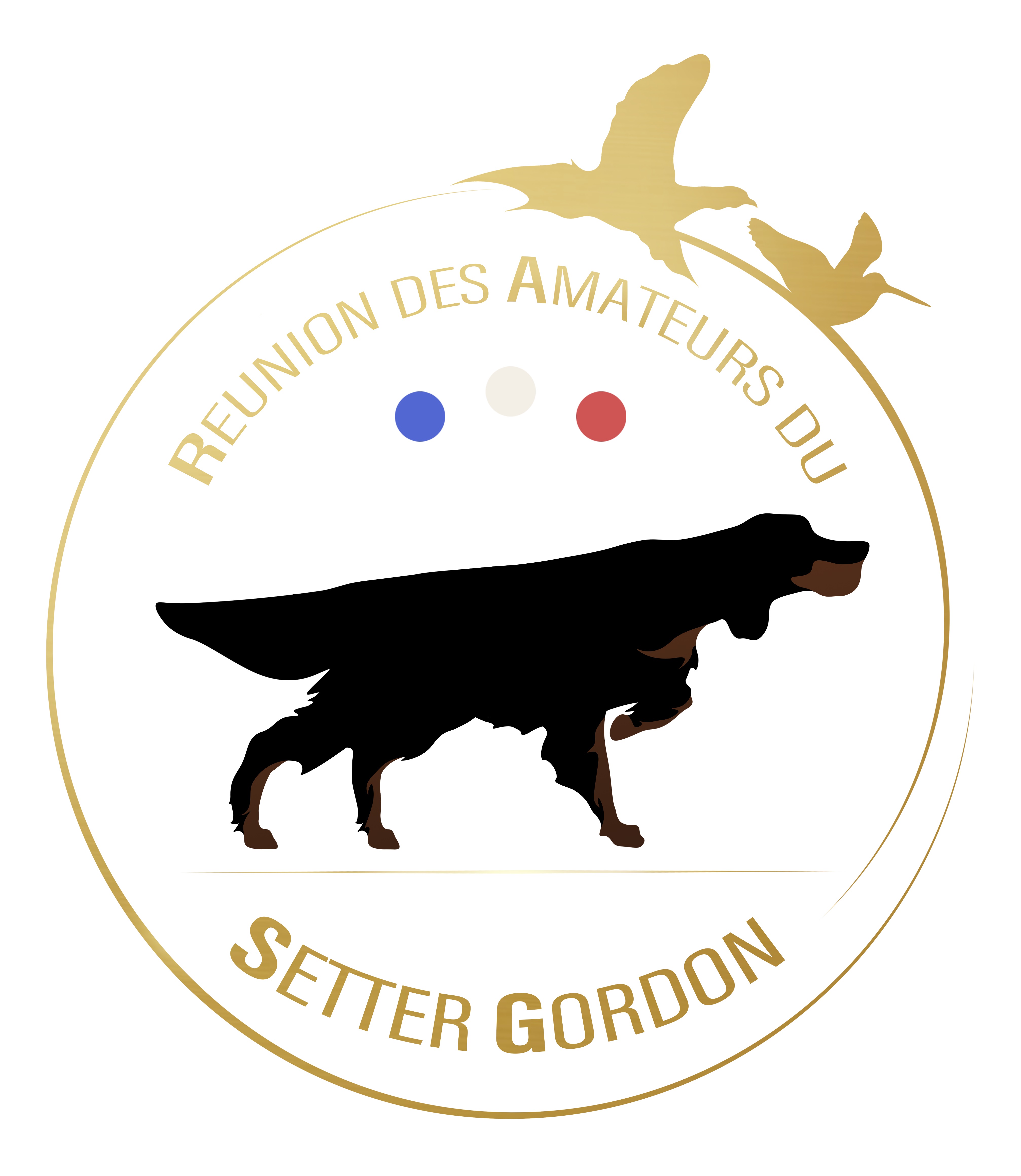 Setter Gordon